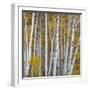 Aspen Trees in a Forest, Boulder Mountain, Utah, Usa-null-Framed Photographic Print