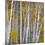 Aspen Trees in a Forest, Boulder Mountain, Utah, Usa-null-Mounted Photographic Print