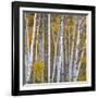 Aspen Trees in a Forest, Boulder Mountain, Utah, Usa-null-Framed Photographic Print