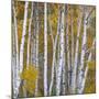 Aspen Trees in a Forest, Boulder Mountain, Utah, Usa-null-Mounted Photographic Print