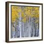 Aspen Trees in a Forest, Boulder Mountain, Utah, Usa-null-Framed Photographic Print