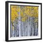 Aspen Trees in a Forest, Boulder Mountain, Utah, Usa-null-Framed Photographic Print