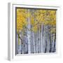 Aspen Trees in a Forest, Boulder Mountain, Utah, Usa-null-Framed Photographic Print