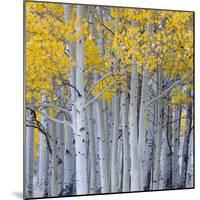 Aspen Trees in a Forest, Boulder Mountain, Utah, Usa-null-Mounted Photographic Print