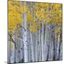 Aspen Trees in a Forest, Boulder Mountain, Utah, Usa-null-Mounted Photographic Print