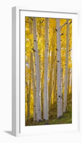 Aspen Trees in a Forest, Boulder Mountain, Utah, Usa-null-Framed Photographic Print