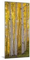 Aspen Trees in a Forest, Boulder Mountain, Utah, Usa-null-Mounted Photographic Print