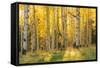 Aspen trees in a forest, Coconino National Forest, Arizona, USA-null-Framed Stretched Canvas