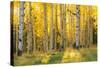 Aspen trees in a forest, Coconino National Forest, Arizona, USA-null-Stretched Canvas