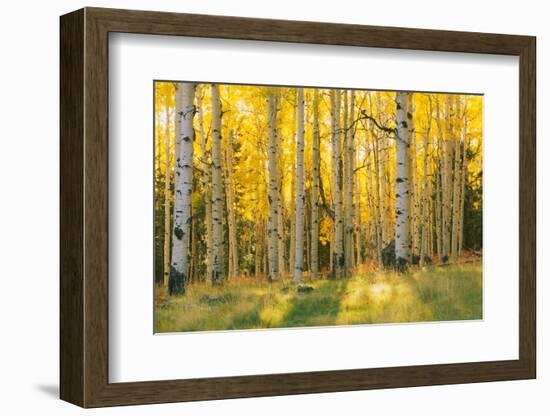 Aspen trees in a forest, Coconino National Forest, Arizona, USA-null-Framed Photographic Print