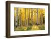 Aspen trees in a forest, Coconino National Forest, Arizona, USA-null-Framed Photographic Print