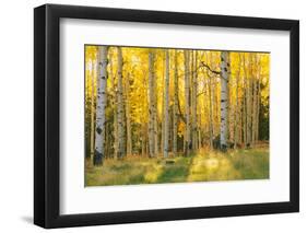 Aspen trees in a forest, Coconino National Forest, Arizona, USA-null-Framed Photographic Print