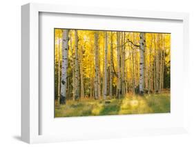 Aspen trees in a forest, Coconino National Forest, Arizona, USA-null-Framed Photographic Print