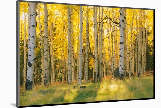 Aspen trees in a forest, Coconino National Forest, Arizona, USA-null-Mounted Photographic Print