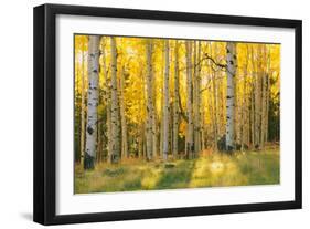 Aspen trees in a forest, Coconino National Forest, Arizona, USA-null-Framed Photographic Print