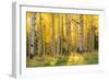 Aspen trees in a forest, Coconino National Forest, Arizona, USA-null-Framed Photographic Print