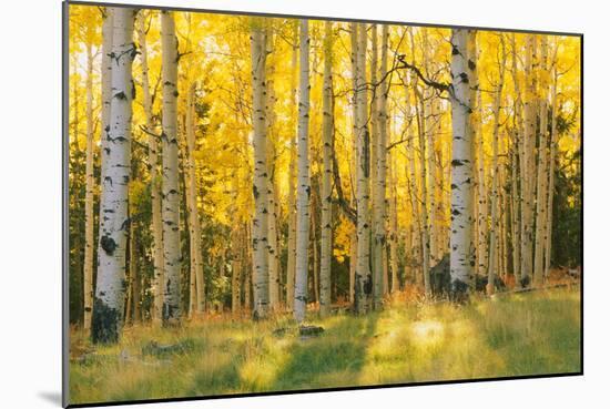 Aspen trees in a forest, Coconino National Forest, Arizona, USA-null-Mounted Photographic Print