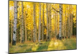 Aspen trees in a forest, Coconino National Forest, Arizona, USA-null-Mounted Photographic Print