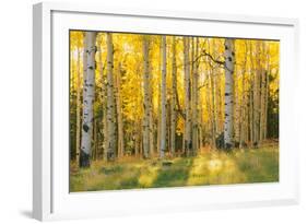 Aspen trees in a forest, Coconino National Forest, Arizona, USA-null-Framed Photographic Print