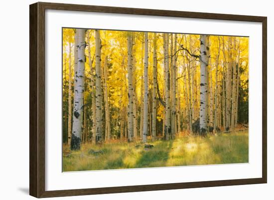 Aspen trees in a forest, Coconino National Forest, Arizona, USA-null-Framed Photographic Print