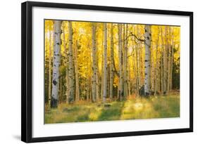 Aspen trees in a forest, Coconino National Forest, Arizona, USA-null-Framed Photographic Print