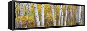 Aspen Trees in a Forest, Colorado, USA-null-Framed Stretched Canvas