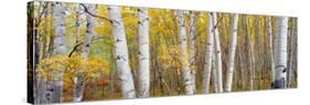 Aspen Trees in a Forest, Colorado, USA-null-Stretched Canvas