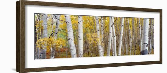 Aspen Trees in a Forest, Colorado, USA-null-Framed Photographic Print