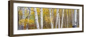 Aspen Trees in a Forest, Colorado, USA-null-Framed Photographic Print