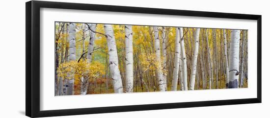 Aspen Trees in a Forest, Colorado, USA-null-Framed Photographic Print