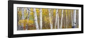 Aspen Trees in a Forest, Colorado, USA-null-Framed Photographic Print