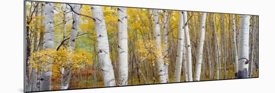 Aspen Trees in a Forest, Colorado, USA-null-Mounted Photographic Print