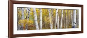 Aspen Trees in a Forest, Colorado, USA-null-Framed Photographic Print