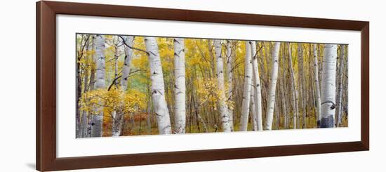 Aspen Trees in a Forest, Colorado, USA-null-Framed Photographic Print