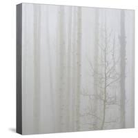 Aspen Trees in a Forest During Fog, Boulder Mountain, Utah, Usa-null-Stretched Canvas
