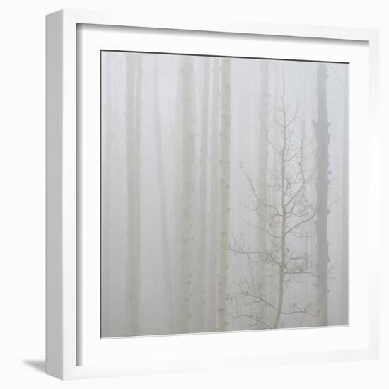 Aspen Trees in a Forest During Fog, Boulder Mountain, Utah, Usa-null-Framed Photographic Print