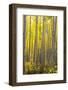 Aspen Trees in a Forest, Maroon Bells, Maroon Creek Valley, Aspen, Pitkin County, Colorado, USA-null-Framed Photographic Print