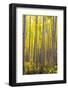 Aspen Trees in a Forest, Maroon Bells, Maroon Creek Valley, Aspen, Pitkin County, Colorado, USA-null-Framed Photographic Print