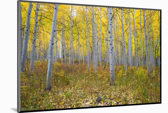 Aspen Trees in a Forest, Maroon Bells, Maroon Creek Valley, Aspen, Pitkin County, Colorado, USA-null-Mounted Photographic Print