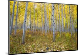 Aspen Trees in a Forest, Maroon Bells, Maroon Creek Valley, Aspen, Pitkin County, Colorado, USA-null-Mounted Photographic Print