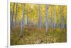 Aspen Trees in a Forest, Maroon Bells, Maroon Creek Valley, Aspen, Pitkin County, Colorado, USA-null-Framed Photographic Print