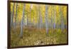 Aspen Trees in a Forest, Maroon Bells, Maroon Creek Valley, Aspen, Pitkin County, Colorado, USA-null-Framed Photographic Print