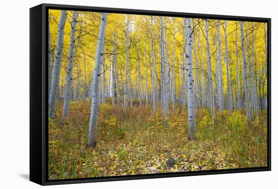 Aspen Trees in a Forest, Maroon Bells, Maroon Creek Valley, Aspen, Pitkin County, Colorado, USA-null-Framed Stretched Canvas