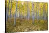 Aspen Trees in a Forest, Maroon Bells, Maroon Creek Valley, Aspen, Pitkin County, Colorado, USA-null-Stretched Canvas