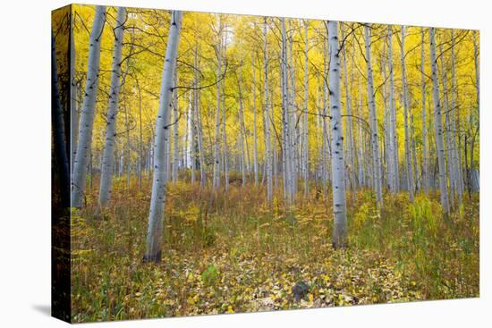 Aspen Trees in a Forest, Maroon Bells, Maroon Creek Valley, Aspen, Pitkin County, Colorado, USA-null-Stretched Canvas