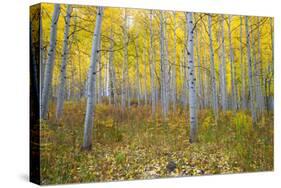 Aspen Trees in a Forest, Maroon Bells, Maroon Creek Valley, Aspen, Pitkin County, Colorado, USA-null-Stretched Canvas