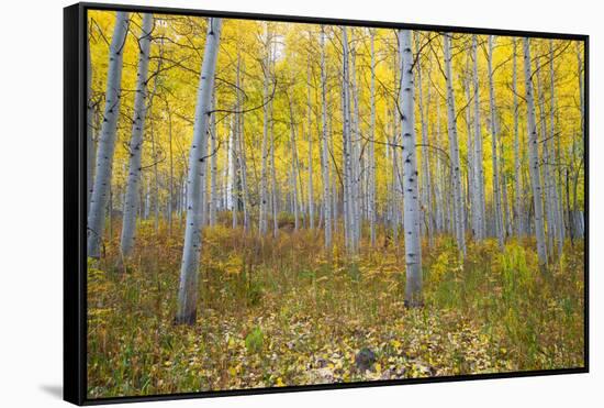 Aspen Trees in a Forest, Maroon Bells, Maroon Creek Valley, Aspen, Pitkin County, Colorado, USA-null-Framed Stretched Canvas