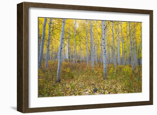 Aspen Trees in a Forest, Maroon Bells, Maroon Creek Valley, Aspen, Pitkin County, Colorado, USA-null-Framed Photographic Print