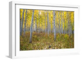 Aspen Trees in a Forest, Maroon Bells, Maroon Creek Valley, Aspen, Pitkin County, Colorado, USA-null-Framed Photographic Print