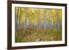 Aspen Trees in a Forest, Maroon Bells, Maroon Creek Valley, Aspen, Pitkin County, Colorado, USA-null-Framed Photographic Print